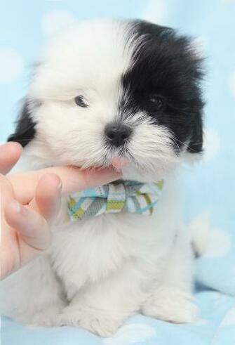 Pictures Of Teacup Puppies HD Wallpaper And