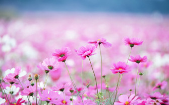 Wildflower Wallpaper