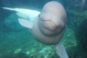 Beluga Whale Wallpaper Weddingdressin