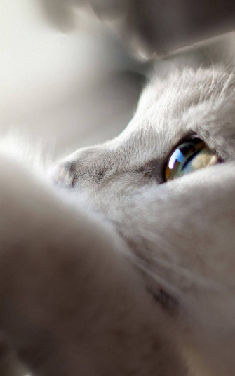 Cat iPhone Wallpaper