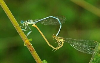 HD Wallpaper 1080p Nature Love Nice Pics Gallery