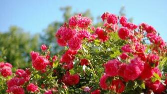 Rose Flower Garden HD Wallpaper Image Pictures Tattoos