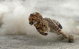 Baby Cheetah Running Wallpaper