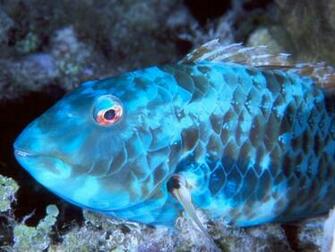 Fish Image Desktop Background