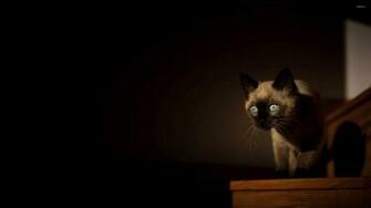Siamese Cat Wallpaper Animal