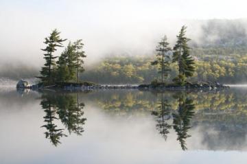 White Pine Pictures Image