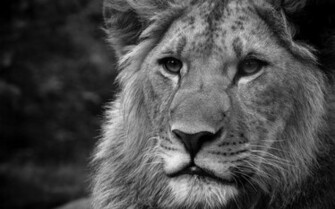 Black And White Lions HD Wallpaper Desktop Background
