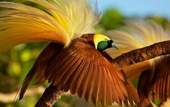 Greater Bird Of Paradise Wallpaper HD