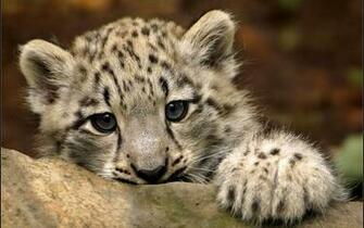 iPad Mini Wallpaper HD Cute Details