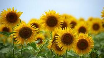 Wallpaper Sunflower Field Summer Of Sunflowers