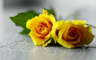 Yellow Rose Wallpaper Desktop