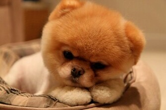Image Boo Dog HD Wallpaper Jpg Blood Brothers Wiki
