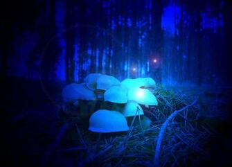 Psychedelic Mushrooms Wallpaper Magic Mushroom Background
