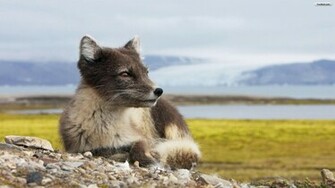 Youwall Grey Fox Wallpaper