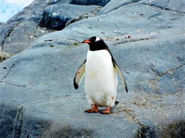 Best Penguin Pictures HD Image