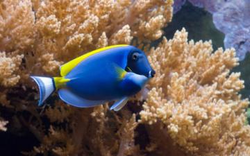 Coral Fish Sky HD Wallpaper Pet Sea World