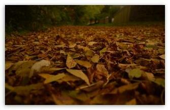 Fall Colours HD Desktop Wallpaper Widescreen High Definition