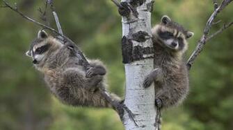 Baby Raccoon Wallpaper Babies HD Background