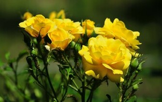Flowers Desktop Wallpaper Picture X Roses