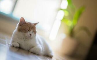 Sleepy Cat Wallpaper High Definition Quality Widescreen