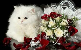 Cat Kitten Kittens Holidays Holiday Baby Petals Flowers Wallpaper