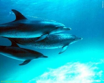 Dolphin Wallpaper