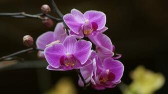 Orchid Flower Wallpaper Full HD