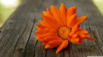 Beautiful Orange Flower 4k HD Desktop Wallpaper For Ultra