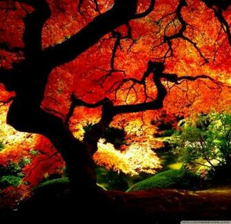 Autumn Beautiful Wallpaper Collection