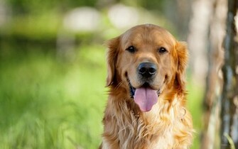 Golden Retriever Wallpaper HD Proteckmachinery