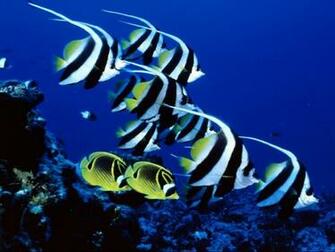 Underwater Wallpaper