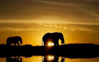 African Animals Wallpaper HD Net