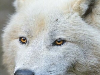White Wolf Wallpaper Desktop Wallpapergeeks