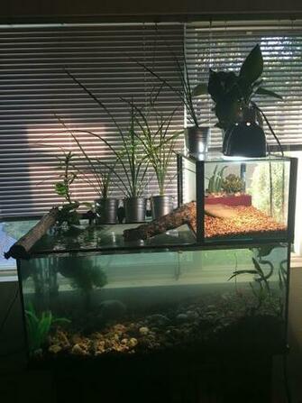Recommended Best Filter For Turtle Tank Reed By