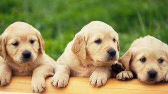Wallpaper Labrador Puppies HD Gallery