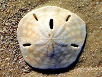 Legend Of A Sand Dollar Wallpaper