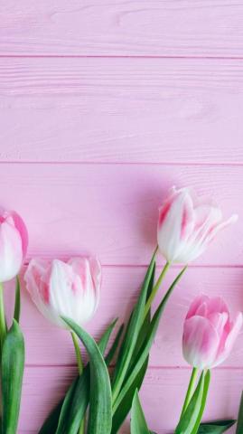 Tulip Flowers Fresh Wallpaper Flower