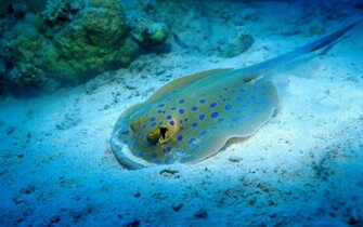 Ocean Life Marine Pics Daily Update HD Wallpaper