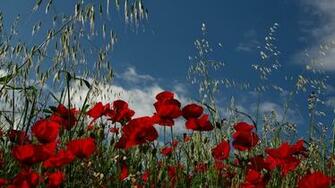 Poppies Wallpaper