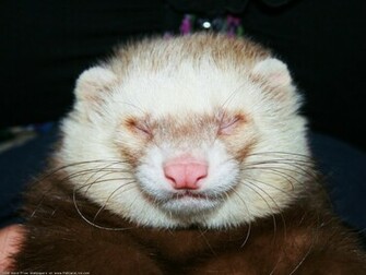 The Ferret Desktop Wallpaper Pictures For Pc Windows