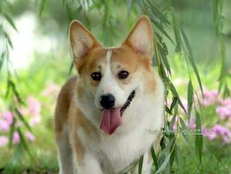 Corgi Dog Wallpaper Cardigan Welsh Herding Dogs