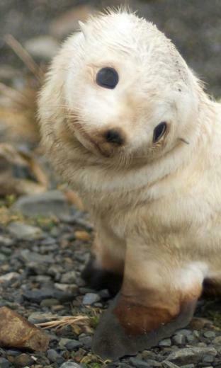 Funny Animals Wallpaper Android Apps On Google Play