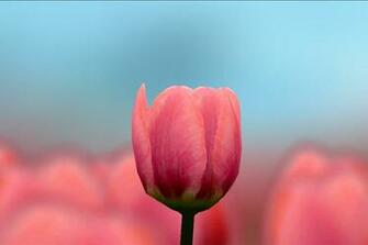 3d Tulip Live Wallpaper Samsung