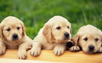 Labrador Retriever Puppies Wallpaper My Doggy Rocks