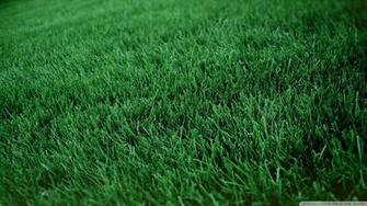 Wallpaper Fresh Cut Grass 1080p HD Upload At December