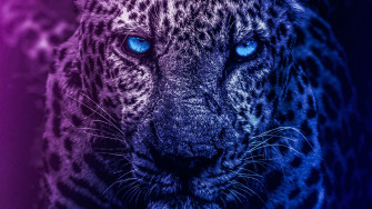 Blue Lion Wallpaper 4k