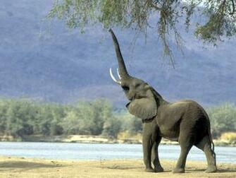 My Dreams Wild Animals Pictures Image