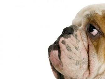 Face Funny Dog Wallpaper For Android
