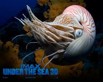 Fondo Imax Under The Sea 3d De Pantalla Y Escritorio Wallpaper