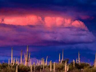 Nature Untitled Saguaros Spring Storm Saguaro National Park